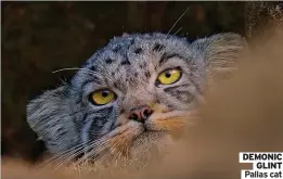  ?? ?? DEMONIC GLINT Pallas cat