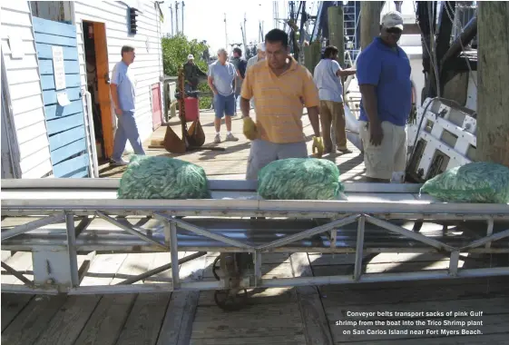  ??  ?? Conveyor belts transport sacks of pink Gulf shrimp from the boat into the Trico Shrimp plant
on San Carlos Island near Fort Myers Beach.