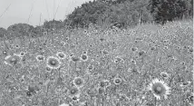  ??  ?? The wildflower­s of summer don't have to disappear at season's end. [THE OKLAHOMAN ARCHIVES]