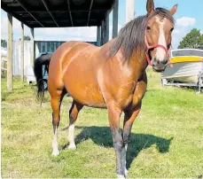  ?? Photo / Supplied ?? Cisco is a 6-year-old gelding, who was adopted by Julie Crombie from the Kaimanawa wild horse muster in 2018.