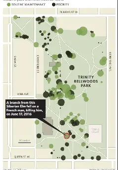 Tree Maintenance In Trinity Bellwoods Park Pressreader