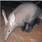  ?? PICTURE: AP ?? An aardvark at the Tswalu Kalahari Reserve. They are dying due to unusual temperatur­es affecting their prey.