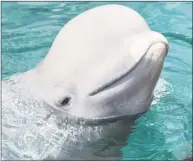  ?? Contribute­d photo ?? A beluga whale at Mystic Aquarium. The aquarium announced that one of five Beluga whales it brought to the facility from Canada three months ago has died.