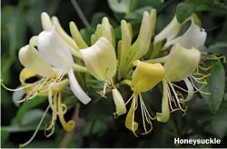  ??  ?? Honeysuckl­e