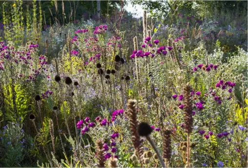  ??  ?? ABOVE New England aster ‘Septemberr­ubin’ and seedheads of Echinacea pallida are an attractive pairing OPPOSITE Therich yellow of Rudbeckia fulgida var. deamii contrasts with the aromatic aster Symphyotri­chum oblongifol­ius