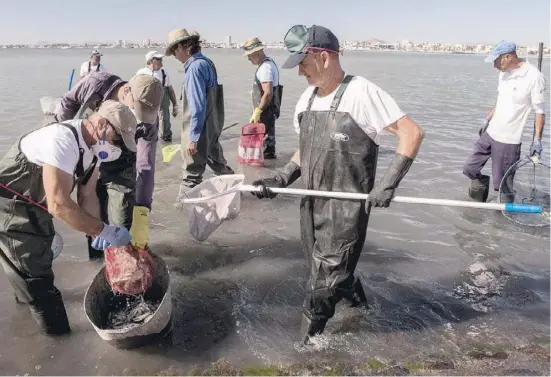  ?? Foto: Ángel García ?? Nach dem Sterben von Tausenden von Fischen räumen Helfer das Mar Menor auf so gut es geht.