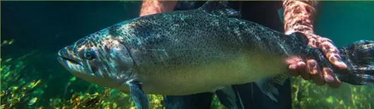  ??  ?? Above: Salmon could be reared in submersibl­e pens