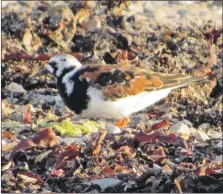  ?? Davies. Photograph: Simon ?? An Arctic breeding bird which will be heading south, a turnstone in breeding plumage.
