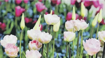  ?? ?? STEM THERAPY: Tulips are guaranteed to put on a superb spring show in British gardens.
