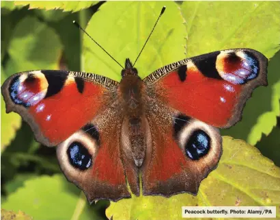  ?? ?? Peacock butterfly. Photo: Alamy/PA