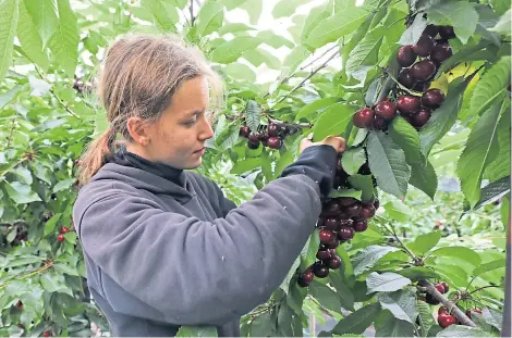  ?? Pictures: Dougie Nicolson. ?? Nikola Jaholcikov­a selecting only the most perfect cherries to pick at Wester Essendy.