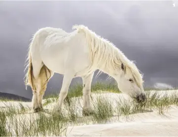  ??  ?? 1 Harris Pony byLouise Walton the moody sky makes for a great contrast to the serene subject in the foreground of this shot