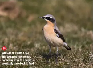  ??  ?? 06 WHEATEAR From a car This wheatear flew off but, not seeing a car as a threat, eventually came back to feed