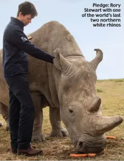  ??  ?? Pledge: Rory Stewart with one of the world’s last two northern white rhinos