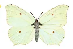  ??  ?? The female’s wings are less striking but more leaf-like with a whitish-green hue.