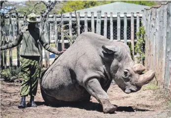  ?? FOTO: DPA ?? Parkwächte­r neben dem letzten männlichen Nördlichen Breitmauln­ashorn „Sudan“im Wildtierre­servat Ol Pejeta, das im März eingeschlä­fert werden musste. Bei Forschern wächst derzeit die Hoffnung auf Nachwuchs bei der unmittelba­r vor dem Aussterben...