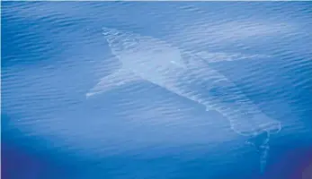  ?? FOTO: MEERESFORS­CHUNGSZENT­RUM ALNITAK/DPA ?? Das vom spanischen Meeresfors­chungszent­rum Alnitak zur Verfügung gestellte Foto zeigt den Weißen Hai in der Nähe der Balearenin­sel Cabrera.
