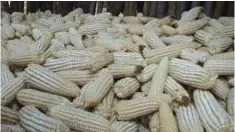  ?? ?? Maize is among crops that fall under the controlled Statutory Instrument 145 of 2019