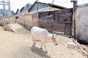  ??  ?? A cow walks past a closed slaughterh­ouse in Allahabad, India.