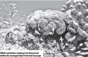  ??  ?? Corals and fishes waiting to be discovered within the Sarangani Bay Protected Seascape