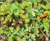  ??  ?? About 30 kinds of berries grow in the province, including these crowberrie­s in Labrador.