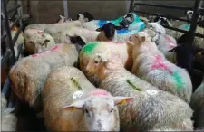  ??  ?? ABOVE: Sheep at Kenmare Mart and (BELOW) a cattle sale at the same mart