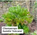  ?? ?? Chamaerops humilis ‘Vulcano’