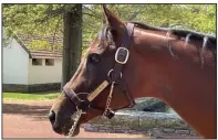  ?? (Arkansas Democrat-Gazette/Richard Davenport) ?? Afleet Alex retired to Gainesway Farm in Lexington, Ky., following his racing career. He won eight times in 12 starts and finished with career earnings on $2,765,800.