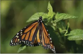  ?? CAROLYN KASTER — THE ASSOCIATED PRESS FILE ?? A monarch butterfly rests on a plant at Abbott’s Mill Nature Center in Milford, Del.