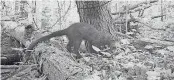  ?? PROVIDED BY OHIO DEPARTMENT OF NATURAL RESOURCES ?? Fishers are forest- dwelling carnivorou­s members of the weasel family.