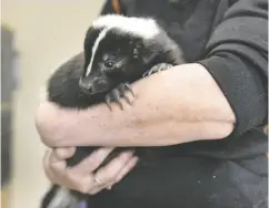  ?? DARREN CALABRESE / THE CANADIAN PRESS ?? Skunks are “pretty simple animals,” says Slavko Babincak, a pest control expert in Cold Lake, Alberta.