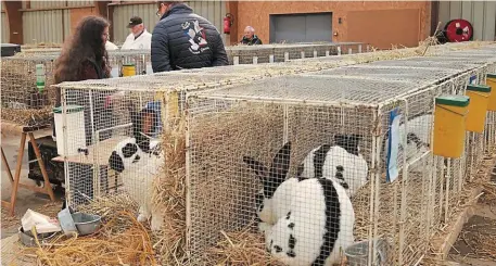 ?? | PHOTO : OUEST-FRANCE ?? Après avoir été étudiés sous toutes les coutures pour le championna­t de France, ces lapins géants sont à découvrir au Salon avicole de Guingamp.