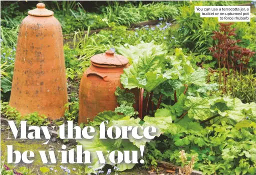  ??  ?? You can use a terracotta jar, a bucket or an upturned pot to force rhubarb