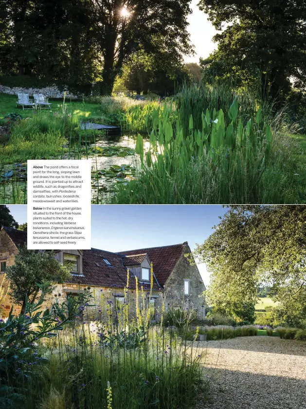  ??  ?? Above The pond offers a focal point for the long, sloping lawn and draws the eye to the middle ground. It is planted up to attract wildlife, such as dragonflie­s and damselflie­s, with Pontederia cordata, bulrushes, loosestrif­e, meadowswee­t and waterlilie­s.
Below In the sunny gravel garden situated to the front of the house, plants suited to the hot, dry conditions, including Verbena bonariensi­s, Erigeron karvinskia­nus, Oenothera stricta, the grass Stipa tenuissima, fennel and verbascums, are allowed to self-seed freely.