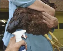  ??  ?? Elaine (right) holds a chicken while Bruce sprays a hen with an ointment. Treating a chicken is often a two-person job.