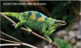  ??  ?? JACKSON‘S THREE-HORNED CHAMELEON, MGAHINGA