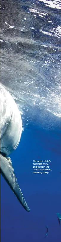 how-many-teeth-does-a-great-white-shark-have-pressreader