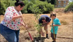  ?? RECORDER PHOTO BY ESTHER AVILA ?? Leonardo Ramos, right, helps his parents, Rocio Cortez, left, and Adrian Ramos, plant one of four Valley Oak trees on the 150th anniversar­y of Arbor Day on Friday at the Tule River Parkway.