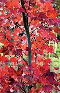  ??  ?? Flaming crimson foliage on Acer rubrum ‘October Glory’; a medium-sized, deciduous red maple.