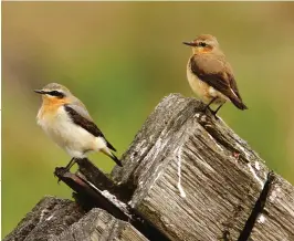  ??  ?? Migrant Northern Wheatears on their way to summer quarters. Are numbers lower this year?
