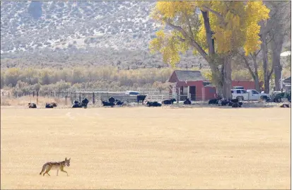  ?? KEVIN CLIFFORD / THE NEVADA APPEAL VIA AP FILE (2007) ?? With cows grazing in the background, a coyote searches for food on a ranch near Carson City in this 2007 file photo. The Nevada Department of Wildlife Commission is considerin­g a ban on organized, competitiv­e coyote hunts.