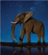  ??  ?? In this image released yesterday by World Press Photo titled "Now You See Me" by photograph­er Bence Mate which won third prize in the Nature, Stories, category of the World Press Photo contest shows an African Elephant under the starry sky.