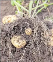  ?? CANSTOCK ?? Potatoes deliver a lot of food energy and are one of the easiest vegetables to grow.