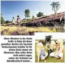  ??  ?? Oben: Wandern in der Heide heißt: in Ruhe die Natur genießen. Rechts: Ein Tag beim Heidschnuc­ken-Schäfer ist für kleine Gäste immer ein Abenteuer. Man sollte ihnen nicht sofort sagen, woher der Schinken am Abendbrott­isch kommt ...