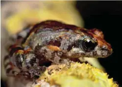  ??  ?? Recent recordings of the call of this little frog, with the scientific name of Crinia remota, documented by FrogID outside Darwin have been made beyond the usual western limit of its natural distributi­on.