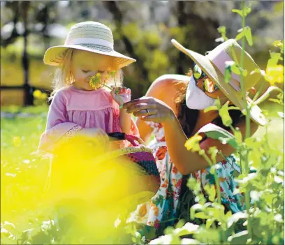  ?? JOSE CARLOS FAJARDO — STAFF PHOTOGRAPH­ER ?? Zelda Busler, 2, smells a mustard plant while picking flowers with her mother, Rebecca Busler, of Moraga, while enjoying a sunny afternoon at Heather Farm Park in Walnut Creek on Thursday.