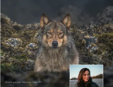  ??  ?? Coastal grey wolf, Vancouver Island, B.C.