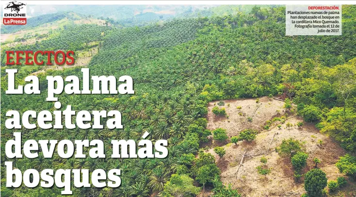  ??  ?? Plantacion­es nuevas de palma han desplazado el bosque en la cordillera Mico Quemado. Fotografía tomada el 12 de julio de 2017.