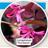 ?? ?? Loropetalu­m ‘Fire Dance’
