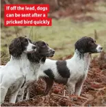  ??  ?? If off the lead, dogs can be sent after a pricked bird quickly